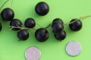 Jubilejnaja Kopania&reg; Select