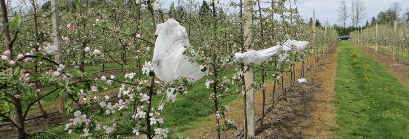 Odmiany roślin sadowniczych wpisane do krajowego rejestru w 2015r.