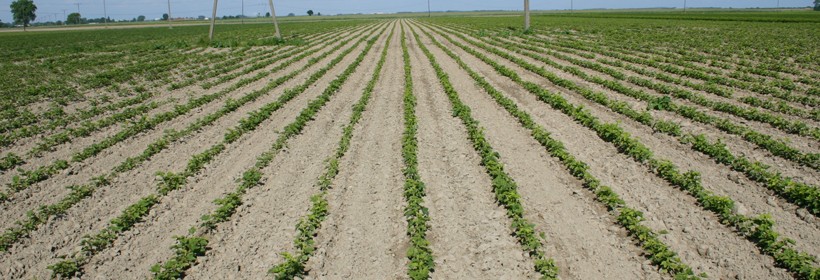 Kwalifikacja 2015 &ndash; agrest, porzeczka czerwona i biała