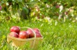 Ocalić historyczne odmiany drzew owocowych