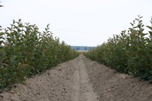 Rośliny mateczne podkładek dla jabłoni 