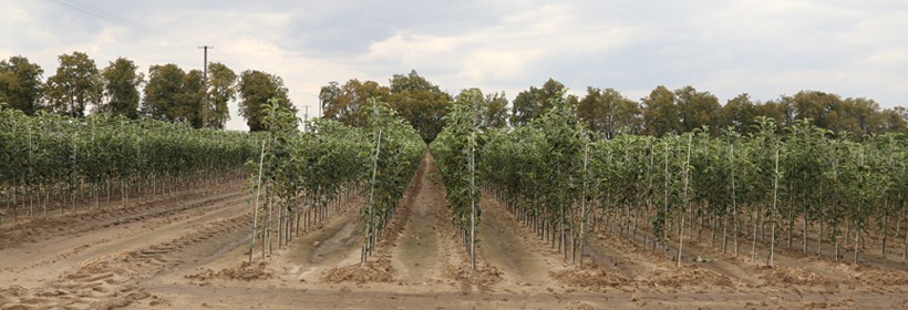 Powierzchnia kwalifikowanych upraw szk&oacute;łkarskich