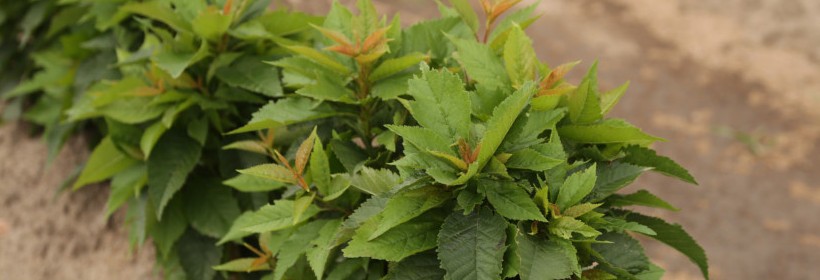 Podkładki wegetatywne dla czereśni i wiśni w 2015 roku 