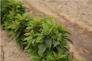 Rośliny mateczne podkładek 