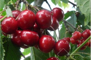Owoce czereśni 