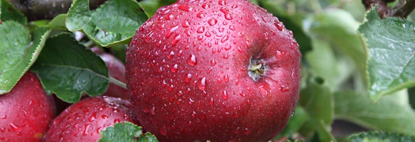 Kwalifikacja drzewek owocowych w 2012 roku – jabłonie 