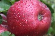 Kwalifikacja drzewek owocowych w 2012 roku – jabłonie 