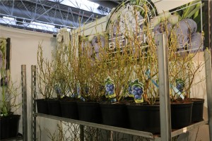 Poprzednie edycje TSW 