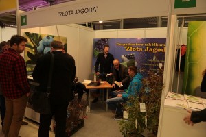Złota jagoda - szk&oacute;łka