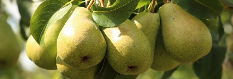 Drzewka owocowe - grusze - 3 tydzień 2016r.