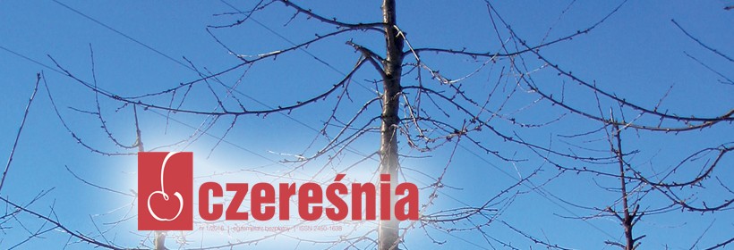 Czereśnia: wyb&oacute;r odmiany nie jest łatwy