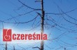 Czereśnia: wyb&oacute;r odmiany nie jest łatwy