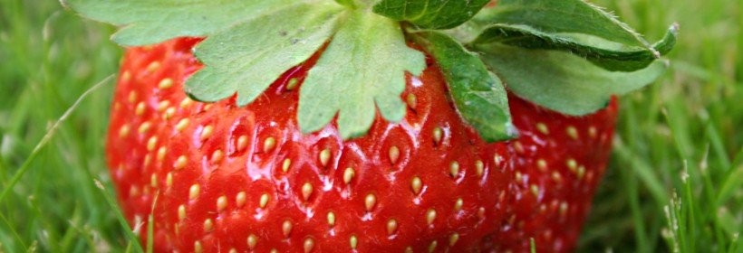 Pink Rosa &ndash; nowa odmiana hodowli Instytutu Ogrodnictwa