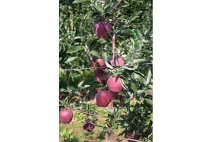 Jankowski & Syn - odmiana Red Cap&reg; Valtod (S)