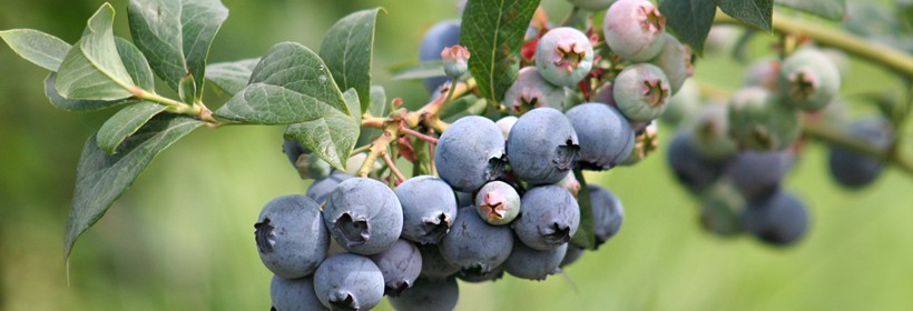 Bluejay  i Rubel co łączy te odmiany? 