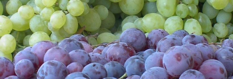 Arkadia, Regina, Einset Seedless deserowe odmiany winorośli 