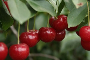 Wiśnia - odmiana Łut&oacute;wka 