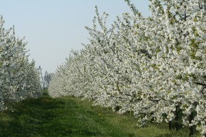 Wiśnia - odmiana Łut&oacute;wka 