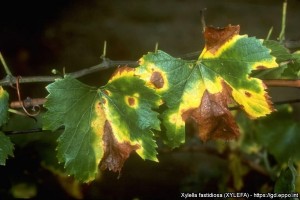 Objawy powodowane przez bakterie Xylella fastidiosa