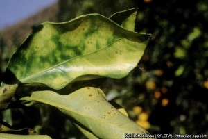 Objawy powodowane przez bakterie Xylella fastidiosa