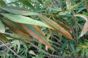 Objawy powodowane przez bakterie Xylella fastidiosa