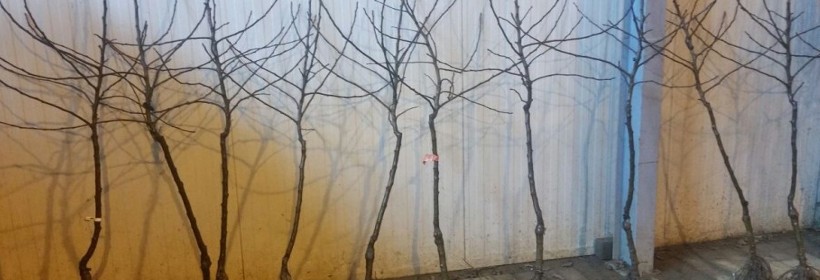 Wpływ sytuacji sadowniczej na produkcję szk&oacute;łkarską 