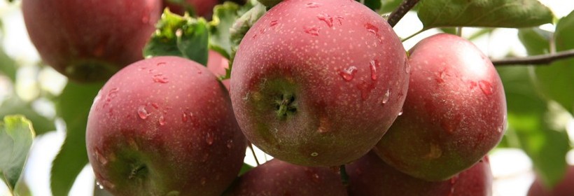 Licencyjne odmiany jabłoni od Bielaka 