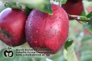 Szk&oacute;łka Drzew Owocowych Marek Bielak i Synowie - odmiana Red Jonaprince Select
