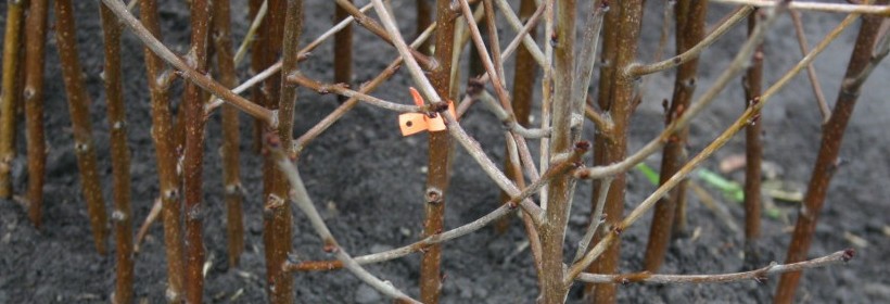 Drzewka owocowe - wiśnie - 12 tydzień 2016r.