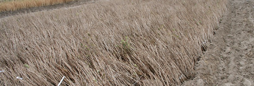 Badania nad jakością produkowanych krzew&oacute;w porzeczki