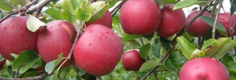 Dark Rubin – deserowa odmiana jabłoni 