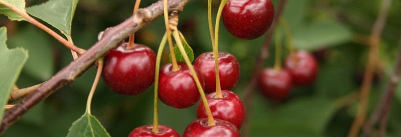 Łutówka – najpopularniejsza odmiana wiśni 