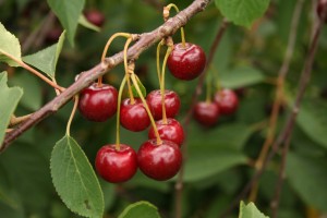 Odmiana wiśni Łutówka – owoce 