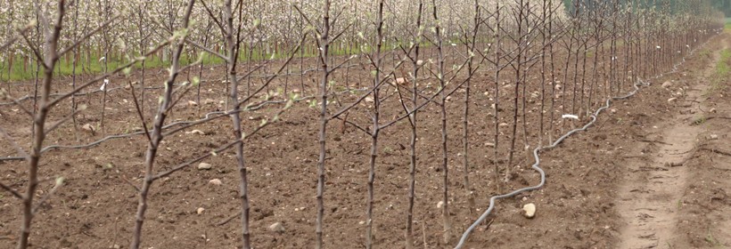 Polskie drzewka jabłoni w Kazachstanie 