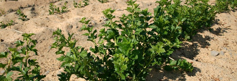 Krzewy jagodowe - 20 tydzień 2016 roku