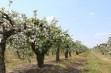 Na ratunek ginącym odmianom drzew owocowych 