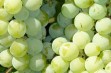 Deserowe odmiany winorośli – Arkadia i Regina