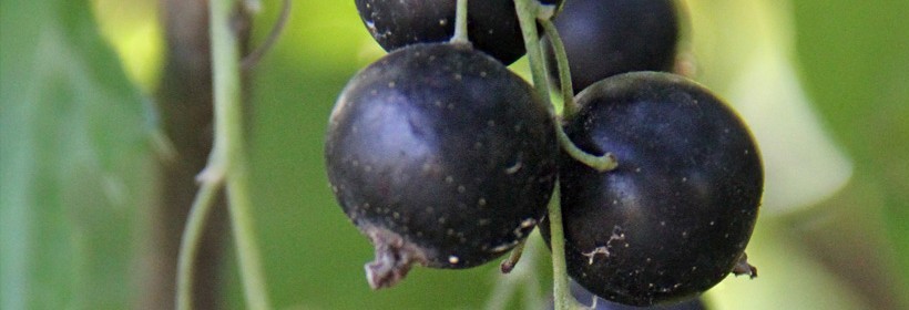 Kwalifikacja krzewów jagodowych w 2014 roku - Porzeczka czarna