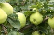 Konsumenci szukają wczesnych odmian jabłek