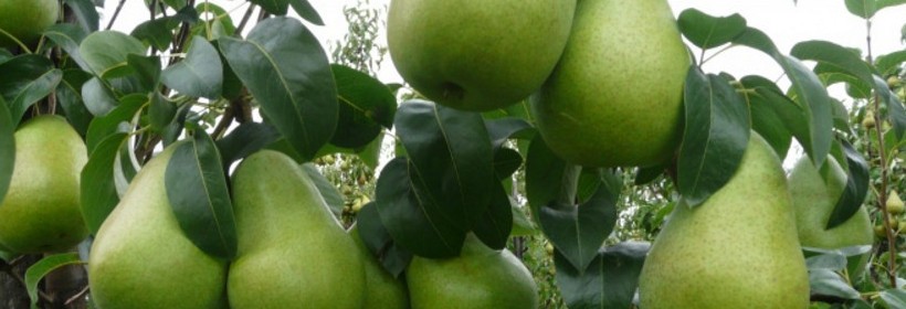 Kwalifikacja drzewek owocowych w 2014 roku - grusze