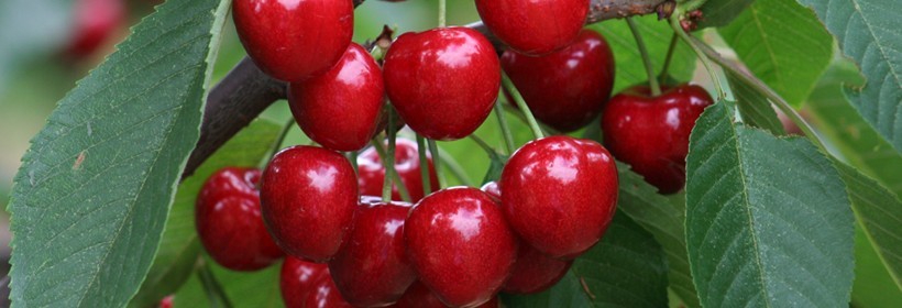 Kwalifikacja drzewek owocowych w 2014 roku - czereśnie