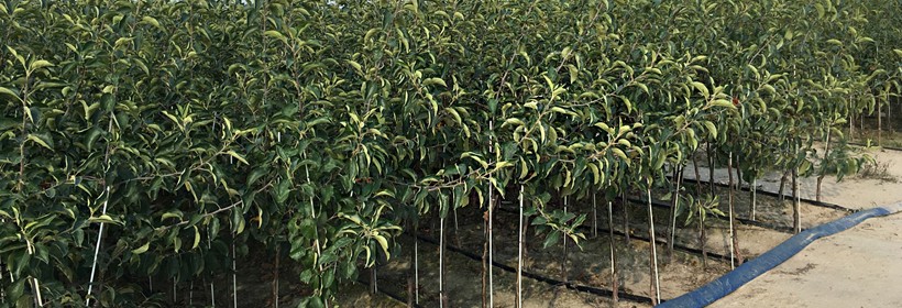 Szk&oacute;łki [jesień 2016] - Nowakowscy, Żdżary