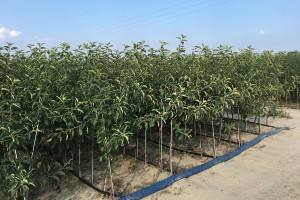 Dwuletnie drzewka knipboom - jabłonie - szk&oacute;łka Andrzej i Szymon Nowakowscy (Żdżary)