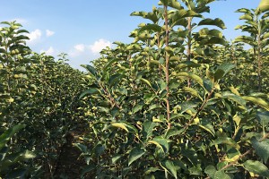 Dwuletnie drzewka knipboom - jabłonie - szk&oacute;łka Andrzej i Szymon Nowakowscy (Żdżary)