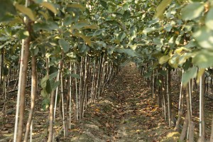 Dwuletnie drzewka knipboom - jabłonie - szk&oacute;łka Andrzej i Szymon Nowakowscy (Żdżary)