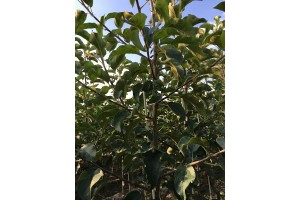 Dwuletnie drzewka knipboom - jabłonie - szk&oacute;łka Andrzej i Szymon Nowakowscy (Żdżary)