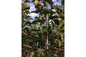 Dwuletnie drzewka knipboom - jabłonie - szk&oacute;łka Andrzej i Szymon Nowakowscy (Żdżary)