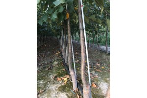 Dwuletnie drzewka knipboom - jabłonie - szk&oacute;łka Andrzej i Szymon Nowakowscy (Żdżary)