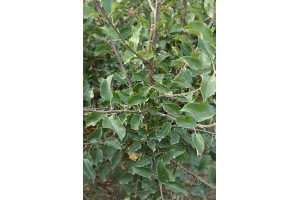 Dwuletnie drzewka knipboom - jabłonie - szk&oacute;łka Andrzej i Szymon Nowakowscy (Żdżary)