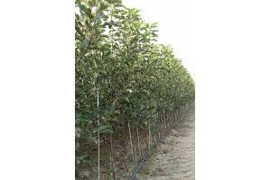 Dwuletnie drzewka knipboom - jabłonie - szk&oacute;łka Andrzej i Szymon Nowakowscy (Żdżary)